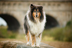 tricolour Collie
