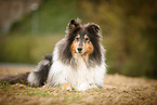 tricolour Collie