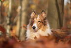 Collie in autumn