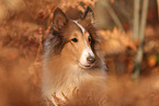 Collie in autumn