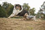 2 dogs