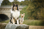 2 dogs