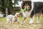 2 dogs