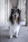 longhaired male collie