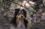 longhaired male collie