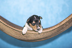 2 weeks old Collie puppy
