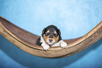 2 weeks old Collie puppy