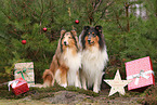 2 Collies