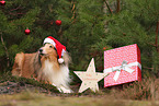 brown-white Collie