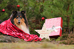 tricolored Collie