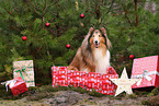 brown-white Collie