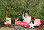 tricolored Collie