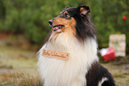 tricolored Collie
