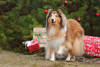 brown-white Collie
