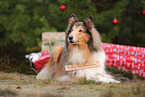 brown-white Collie
