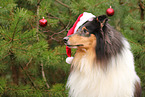 tricolored Collie