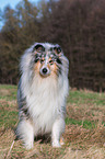 male Collie