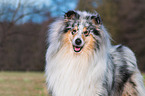 male Collie