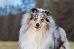 male Collie