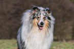 male Collie