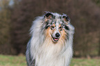male Collie