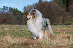 male Collie