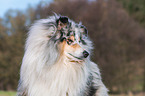 male Collie