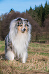 male Collie
