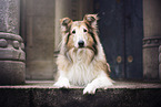 Longhaired Collie