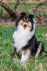 female Collie