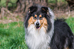 female Collie
