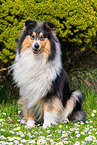 female Collie