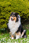 female Collie