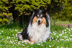 female Collie