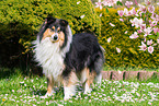 female Collie