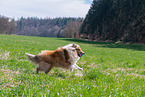 female Collie
