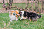 female Collies