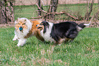 female Collies