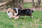 female Collies