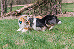 female Collies