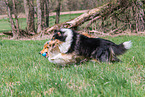 female Collies