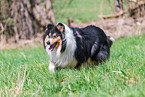 female Collies
