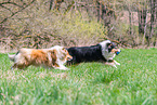 female Collies