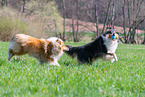female Collies
