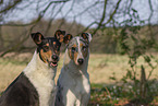 2 shorthaired Collies