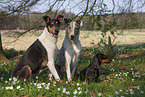 3 dogs
