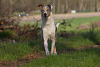 adult shorthaired Collie