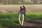 adult shorthaired Collie