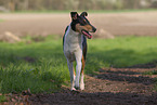 adult shorthaired Collie