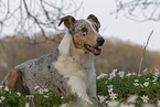 adult shorthaired Collie
